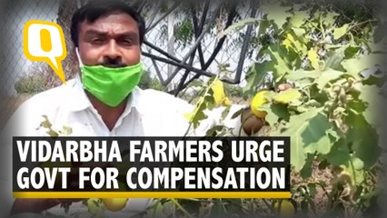 Unseasonal Rains, Coronavirus Double Blow To Vidarbha Farmers