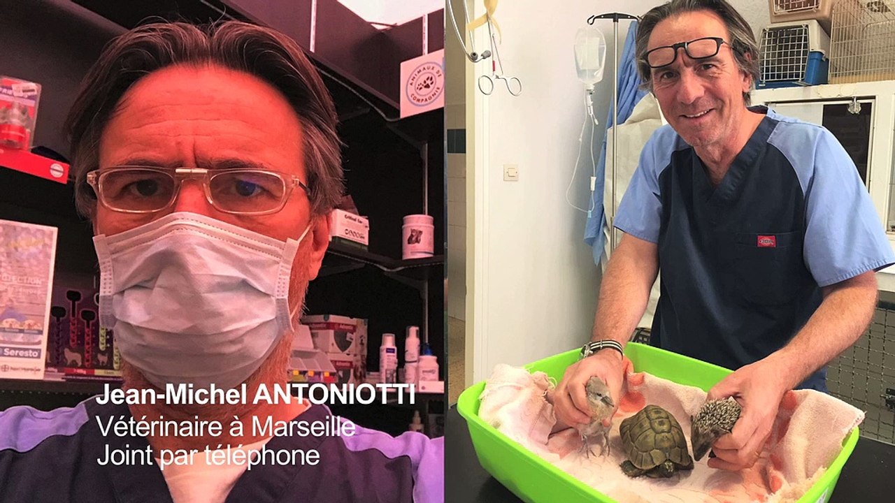 Covid-19 et animaux de compagnie : un vétérinaire donne ses conseils