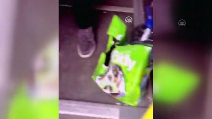 Polis memurları mesire alanındaki büyük köpekleri besliyorlar - İSTANBUL