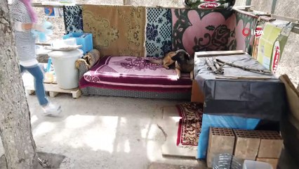 - Hitit, koruma altına aldığı köpekleri unutmadı