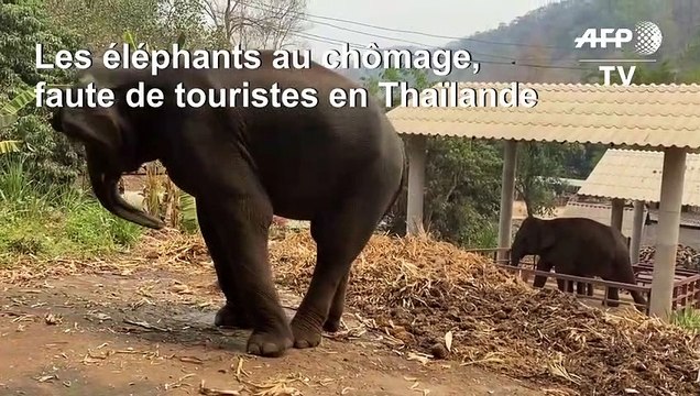 Coronavirus: les éléphants à touristes en détresse en Thaïlande