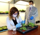 Akdeniz Üniversitesi'nde tütün bitkisinden koronavirüs aşı çalışması