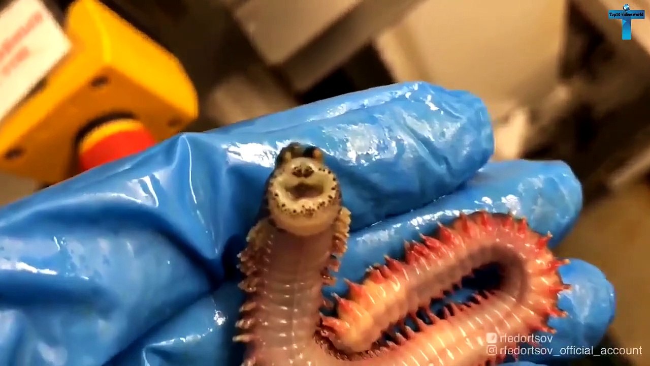 Top 10 Mysterious Creatures Caught On Camera Giants & Monsters