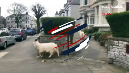İngiltere sokakları yabani keçilerin oldu