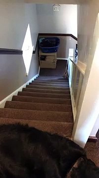 Un chien burné descend un escalier