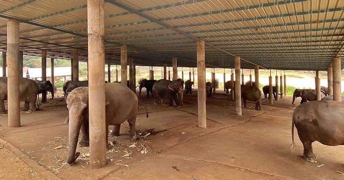 Coronavirus : des éléphants à touristes mal nourris menacés de mourir de faim en Thaïlande