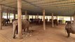 Coronavirus : des éléphants à touristes mal nourris menacés de mourir de faim en Thaïlande