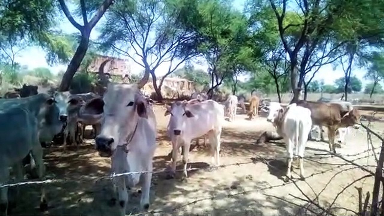फतेहपुर: लॉकडाउन की स्थिति में गोवंश के भोजन में हो रहा कमी का आभाव