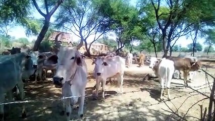 फतेहपुर: लॉकडाउन की स्थिति में गोवंश के भोजन में हो रहा कमी का आभाव