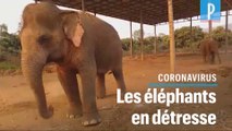 Thaïlande: la fuite des touristes menace les éléphants de famine