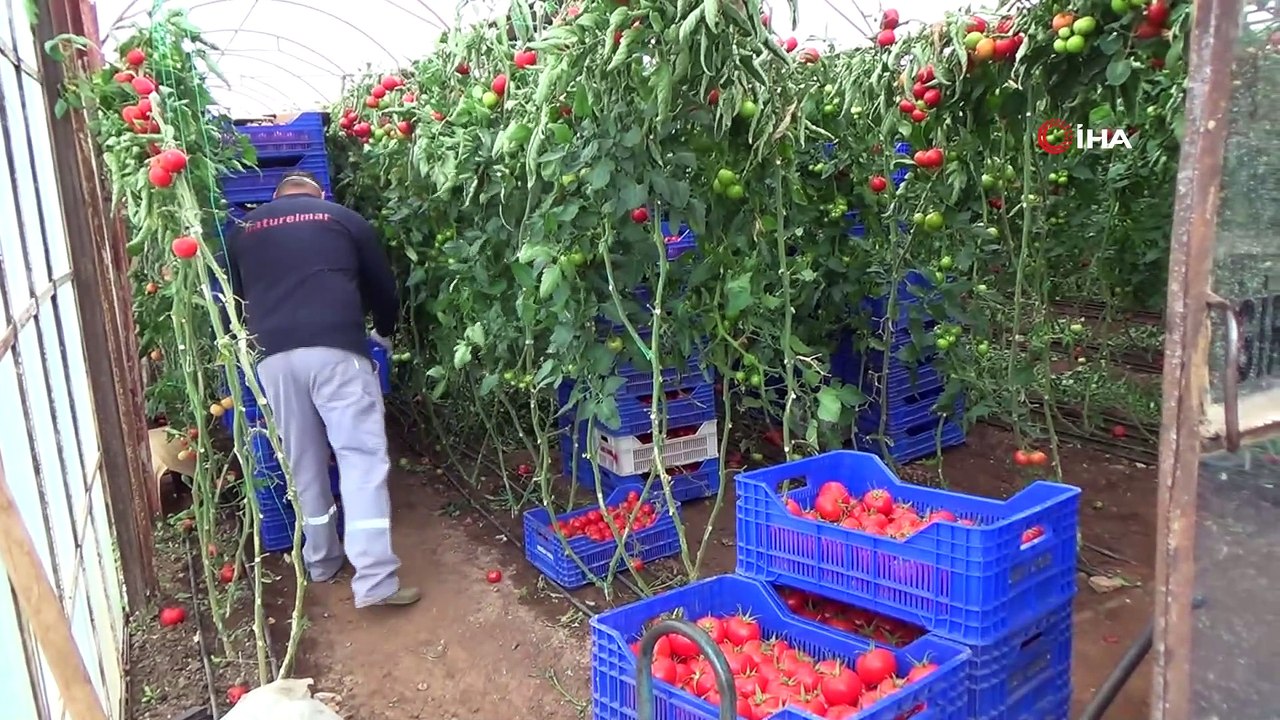 Seralarda sebze üretimi hız kesmeden devam ediyor