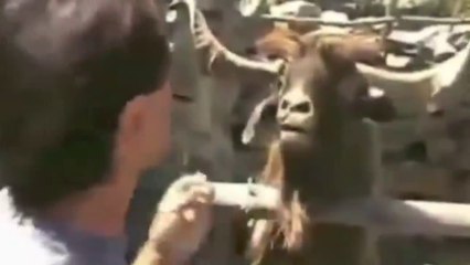 Rammstein - Sonne (Animal Cover)