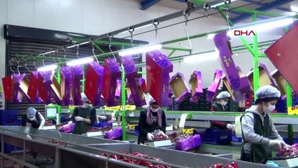 ANTALYA Kumluca'da yetiştirilen ürünler el değmeden üreticiye ulaştırılıyor