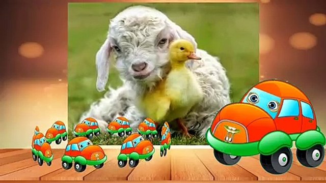 Baa baa black sheep | Konuşan arabalar İngilizce çocuk şarkıları