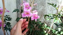 Ticoma।।Trumpet vine।।bell flower growing & caring tips..