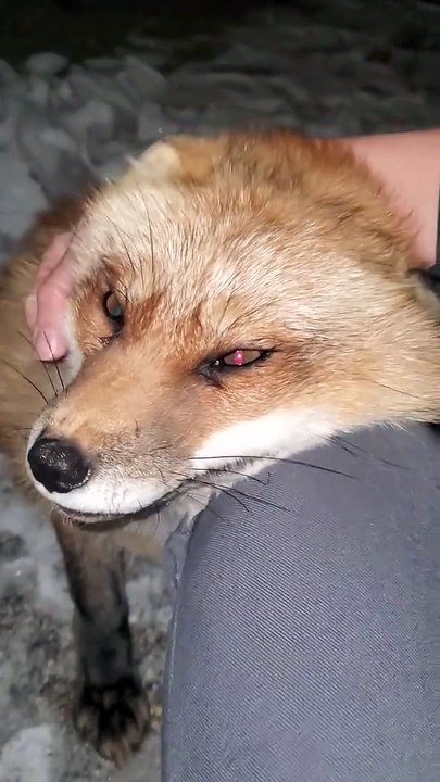 Trop mignon, ce renard veut rentrer à l'intérieur de la maison !