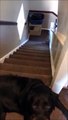 Ce chien descend les escaliers d'une drôle de façon... douloureux pour les hommes