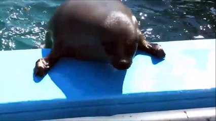 Ce phoque boudiné n'arrive pas à grimper sur le bateau