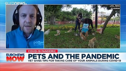 'Can they get COVID-19?' and other questions about pets during a pandemic