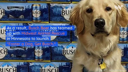 Get 3 Months of Free Busch Beer for Adopting or Fostering a Dog