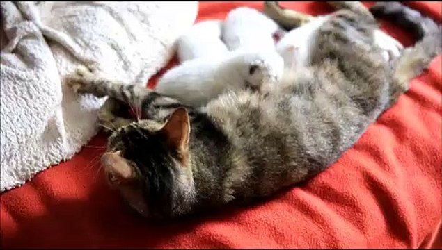 Adorables Chatons de 2 Semaines