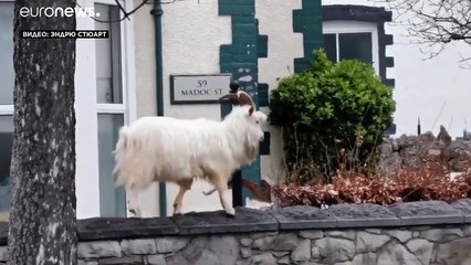 Пир во время коронавируса