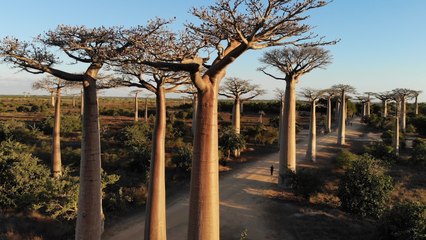 Madagascar Celebrates Birthday With Massive Tree-Planting