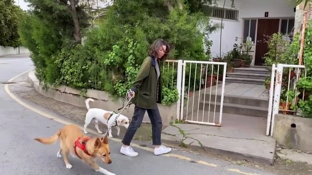 No se debe usar detergente o hidrogel en perros o gatos: veterinarios