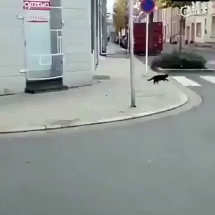 Trying to hunt a rat