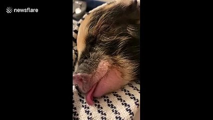 Cute piggy in Illinois sticks its tongue out while sleeping