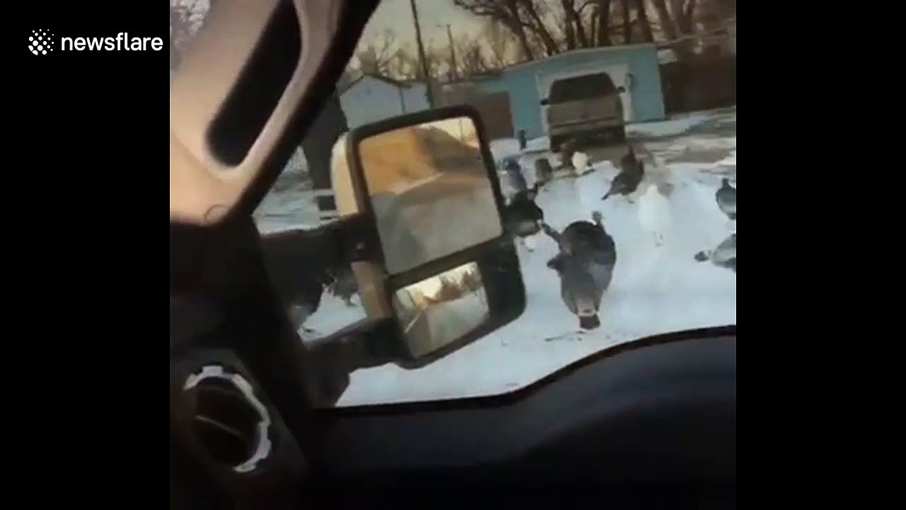 Awesome moment when man calls at group of turkeys and they all gobble back