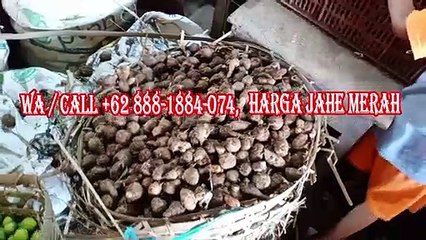 INI ALASAN KENAPA HARUS MENCOBA, WA/CALL +628881884074, Jahe Merah Cangkir Mas