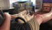 Kitten Kicks Legs in Air While Lying on Owner's Lap