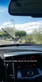 Roadrunner Does the Happy Dance on Car Hood