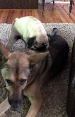 Doggo Trying to Massage Friend Before Movie
