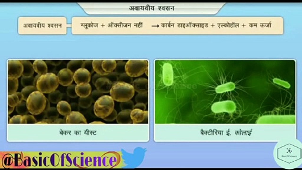 कोशिकीय श्वसन |  Cellular Respiration  || Basic of science
