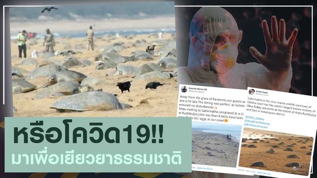 หรือ Covid-19!! มาเพื่อช่วยเยียวยาธรรมชาติ..?
