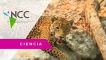 Para pre­ser­var es­pe­cies en pe­li­gro im­par­ten ta­ller de bio­di­ver­si­dad en Mé­xi­co