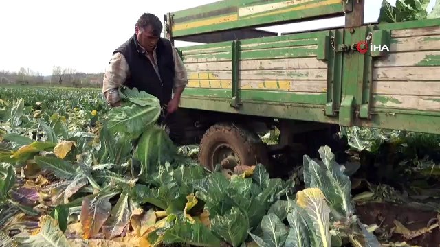 Bafra Ovası'nda karnabahar hasadı başladı