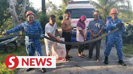 14ft-long King Cobra "visits" family under restricted movement