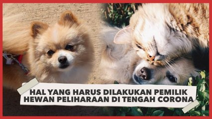 Hal yang Harus Dilakukan Pemilik Hewan Peliharaan saat Pandemi Corona