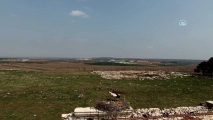 Tarihi hastane duvarının 'mevsimlik misafirleri' gelmeye başladı - EDİRNE