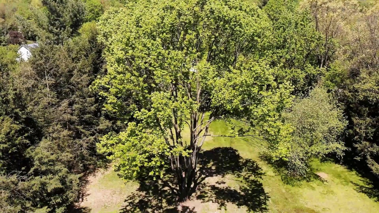 DJI Mavic Air flies over a tree