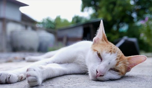 Coronavirus : un chat testé positif au covid-19 en Belgique