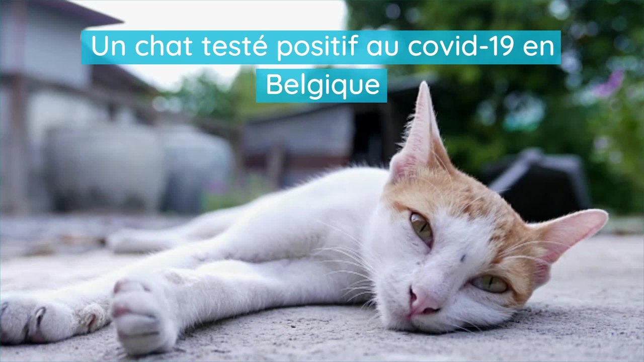 Coronavirus: un chat testé positif au covid-19...