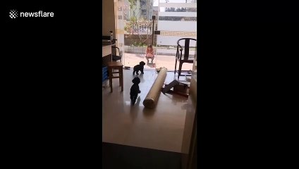 Two dogs BOTH crash head first into glass door one after another