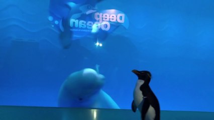 La visite de ce pinguoin aux baleines d'un aquarium de Chicago désert
