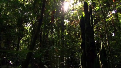 Incredible Insects documentary