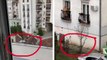 Une dame promène son chien depuis son balcon