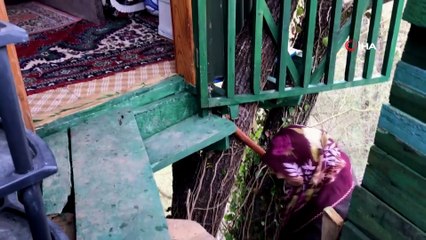 Korona Virüsten Korunmak için Ormanın Ortasındaki Ağaca Ev Kurdular